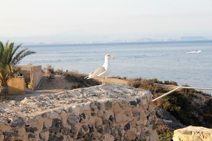 Tabarca island spain